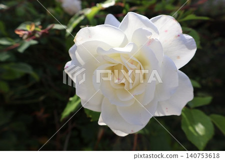 White Rose Blooming in Garden. White Rose Blooming in Garden. 140753618