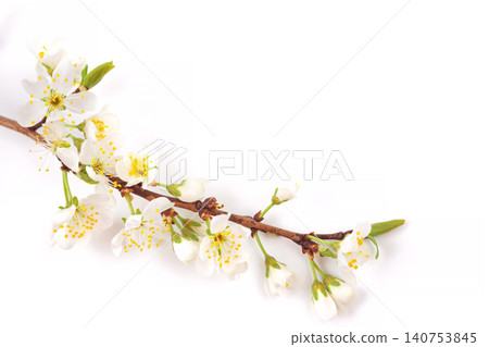 Flowering Branch With White Blossoms and Green Leaves on a Simple Background in Spring Season Flowering Branch With White Blossoms and Green Leaves on a Simple Background in Spring Season 140753845