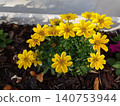 Bright Yellow Coreopsis Flowers Blooming in Garden Bed. 140753944