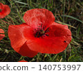 Red Poppy Flower with Insect Close Up. 140753997