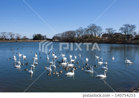 Swans with swans Swans with swans 140754255