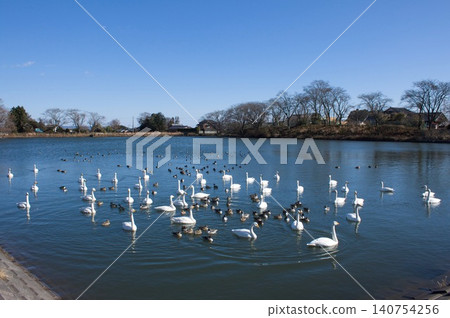 Swans with swans Swans with swans 140754256
