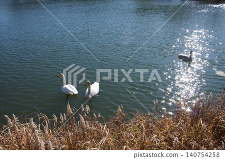Swans with swans Swans with swans 140754258