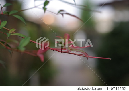 The nandina bush is beginning to change color. The nandina bush is beginning to change color. 140754362