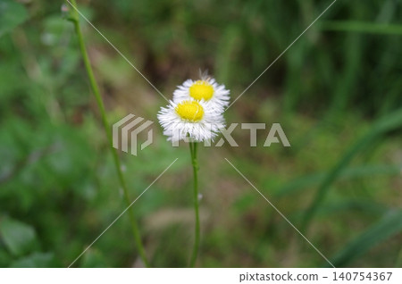 Hallion flowers Hallion flowers 140754367