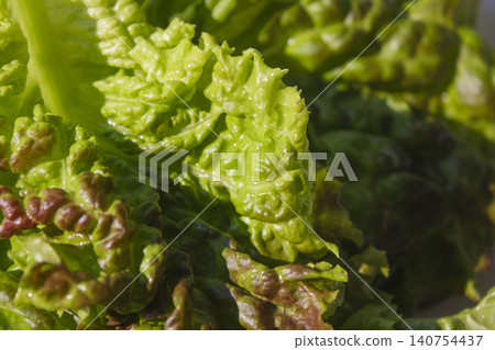 This is a close-up of a red lettuce leaf. This is a close-up of a red lettuce leaf. 140754437