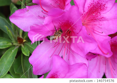 A bee sipping nectar from the deep pink azalea flowers blooming in the spring garden. 140754576