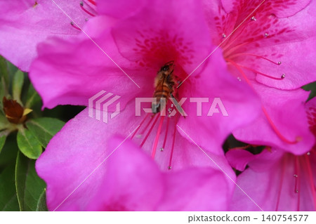 A bee sipping nectar from the deep pink azalea flowers blooming in the spring garden. 140754577