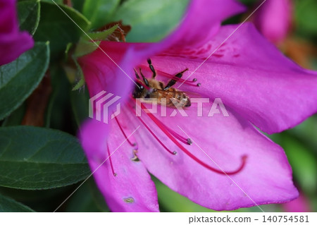 A bee sipping nectar from the deep pink azalea flowers blooming in the spring garden. A bee sipping nectar from the deep pink azalea flowers blooming in the spring garden. 140754581