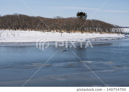北海道野付半島楢原冰冷的海水中,天鵝在水中游弋。 北海道野付半島楢原冰冷的海水中,天鵝在水中游弋。 140754700