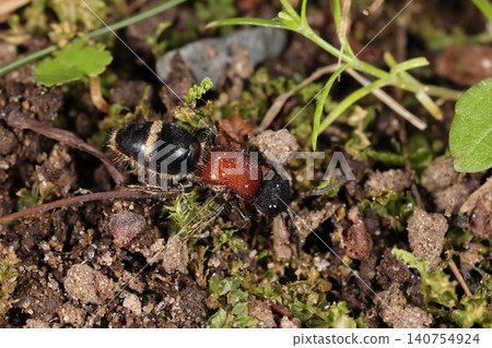 This is a female red-breasted ant wasp (Pyrrosia lingua). It has a red thorax, is just under one centimeter in size, and possesses a stinger that can sting. This is a female red-breasted ant wasp (Pyrrosia lingua). It has a red thorax, is just under one centimeter in size, and possesses a stinger that can sting. 140754924