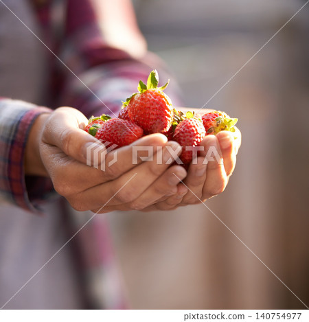 Strawberry, organic and person with nutrition, hands and harvest with sustainability and agriculture. Woman, farmer or vegan with fruit or wellness with health and gardener with vegetarian or closeup Strawberry, organic and person with nutrition, hands and harvest with sustainability and agriculture. Woman, farmer or vegan with fruit or wellness with health and gardener with vegetarian or closeup 140754977