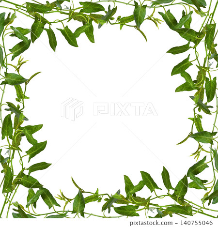 Twig of fresh bindweed with green leaves in a floral frame isolated on white Twig of fresh bindweed with green leaves in a floral frame isolated on white 140755046