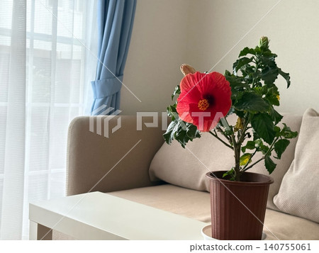 室內盛開的扶桑花 室內盛開的扶桑花 140755061