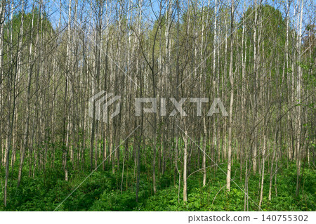 Forest of poplar trees in early spring. Spring forest landscape. Forest of poplar trees in early spring. Spring forest landscape. 140755302