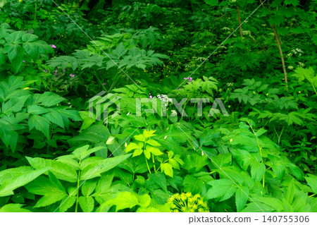Green leaves of wildflowers in the forest on a summer day Green leaves of wildflowers in the forest on a summer day 140755306