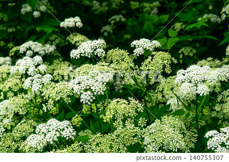 Close up of white flowers of goutweed (Aegopodium podagraria) Close up of white flowers of goutweed (Aegopodium podagraria) 140755307