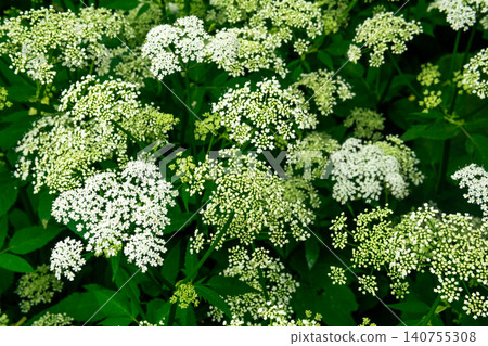White flowers of wild masterwort (Aegopodium podagraria) White flowers of wild masterwort (Aegopodium podagraria) 140755308