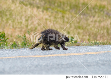 Wild Canadian porcupines seen in Kluane National Park, Yukon Territory, Canada. (Wildlife footage) Wild Canadian porcupines seen in Kluane National Park, Yukon Territory, Canada. (Wildlife footage) 140755312