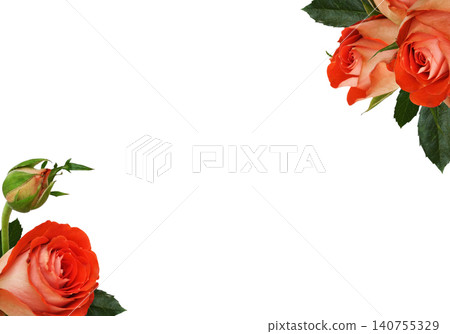 Orange rose flowers in a small corner arrangements isolated on white 140755329