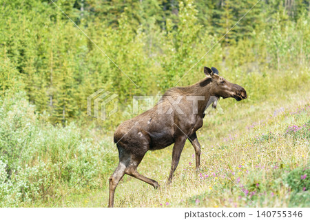 A wild moose walking down a slope in Kluane National Park, Yukon Territory, Canada. (Wildlife footage) 140755346
