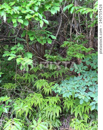 A thicket where bears might appear - vertical 140755426