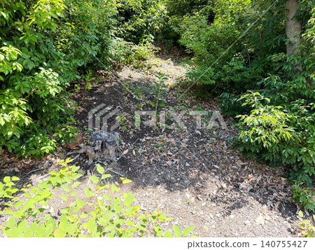 A mountain path where bears might appear A mountain path where bears might appear 140755427