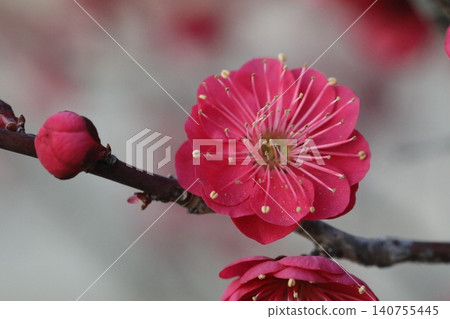 Red plum flower Red plum flower 140755445
