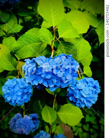 Vibrant blue hydrangeas and raindrops blooming after the rain | A scene from early summer during the rainy season Vibrant blue hydrangeas and raindrops blooming after the rain | A scene from early summer during the rainy season 140755482