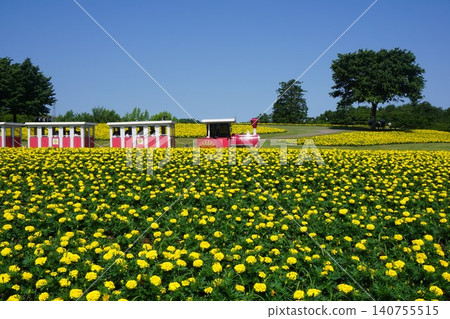 Tottori Flower Corridor, one of Japan's largest flower parks: A flower train travels across hills covered in blooming marigolds. 140755515