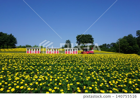 Tottori Flower Corridor, one of Japan's largest flower parks: A flower train travels across hills covered in blooming marigolds. 140755516