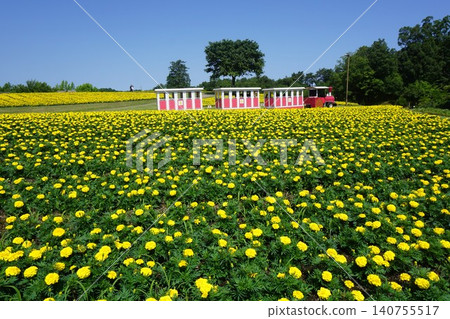 Tottori Flower Corridor, one of Japan's largest flower parks: A flower train travels across hills covered in blooming marigolds. 140755517