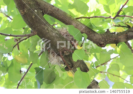A scene of a bird's nest in a tree A scene of a bird's nest in a tree 140755519
