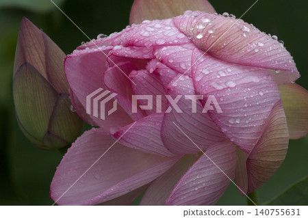蓮花濕雨 蓮花濕雨 140755631