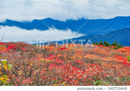 Under a cloudy autumn sky, the beautiful autumn foliage of Mount Kurikoma, at its peak, is visible from the hiking trail, along with a sea of clouds stretching out below. Under a cloudy autumn sky, the beautiful autumn foliage of Mount Kurikoma, at its peak, is visible from the hiking trail, along with a sea of clouds stretching out below. 140755649
