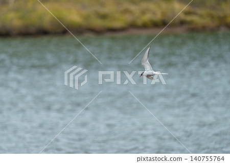 A flying Arctic tern spotted on the Haines Highway in Yukon Territory, Canada. (Wildlife footage) 140755764