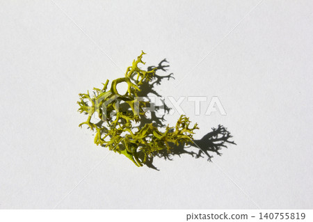 It is a close-up of Scandiamoss. It is a close-up of Scandiamoss. 140755819
