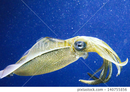 Bigfin reef squid swimming gracefully in the cool air Bigfin reef squid swimming gracefully in the cool air 140755856