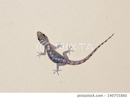 small gecko on the wall 140755860
