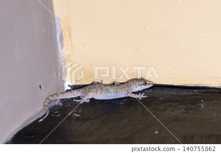 small gecko on the wall small gecko on the wall 140755862