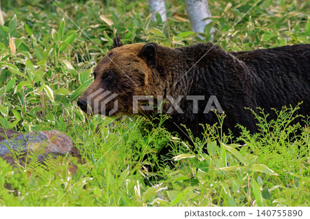 Brown bear Brown bear 140755890