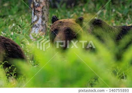 Brown bear Brown bear 140755893
