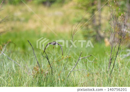 A Common Greenshank spotted in a wetland in the Yukon Territory, Canada. A wild bird image of a bird perched by the water's edge in summer. 140756201