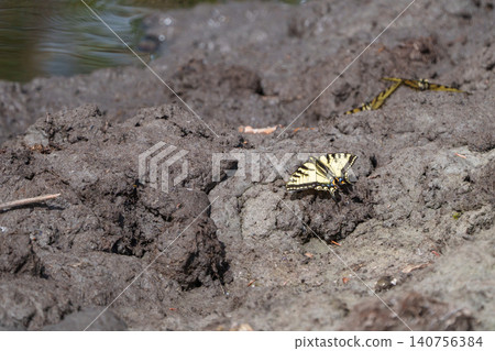 A swallowtail butterfly seen in a wetland in the Yukon Territory of Canada. A beautiful natural image of a butterfly resting on a rock. A swallowtail butterfly seen in a wetland in the Yukon Territory of Canada. A beautiful natural image of a butterfly resting on a rock. 140756384