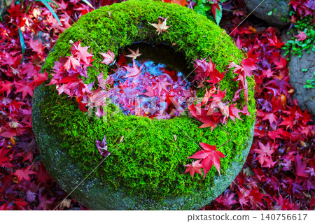 Autumn leaves that have fallen into the mossy water basin Autumn leaves that have fallen into the mossy water basin 140756617
