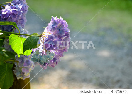 紫色繡球花 紫色繡球花 140756703