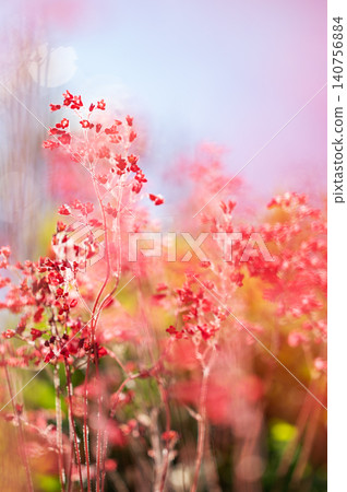 Delicate pink bell-shaped flowers sparkle in the sun, creating a dreamy bokeh effect. Delicate pink bell-shaped flowers sparkle in the sun, creating a dreamy bokeh effect. 140756884
