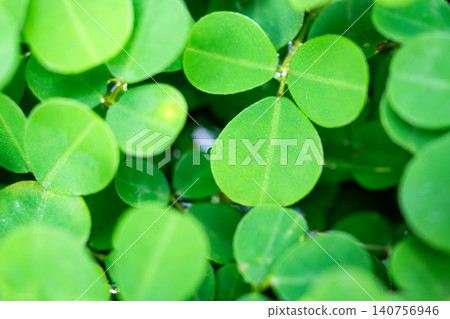 Natural green leaves plants texture background Natural green leaves plants texture background 140756946