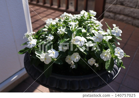 Cute white vinca flowers Cute white vinca flowers 140757025