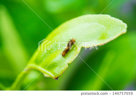 Small caterpillar on tree leaf in the garden Small caterpillar on tree leaf in the garden 140757059
